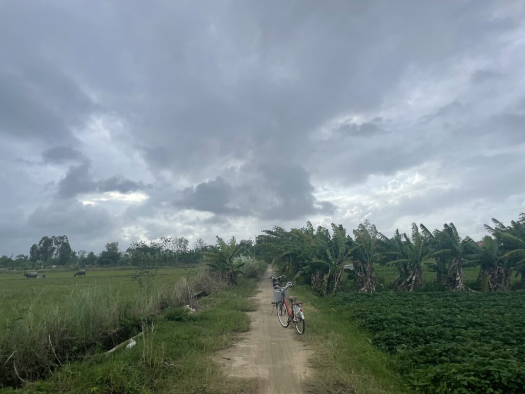 Campos de Arroz de Cam Kim, Fonte: Rafaela Fornitani